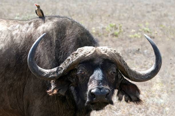 Buffalo