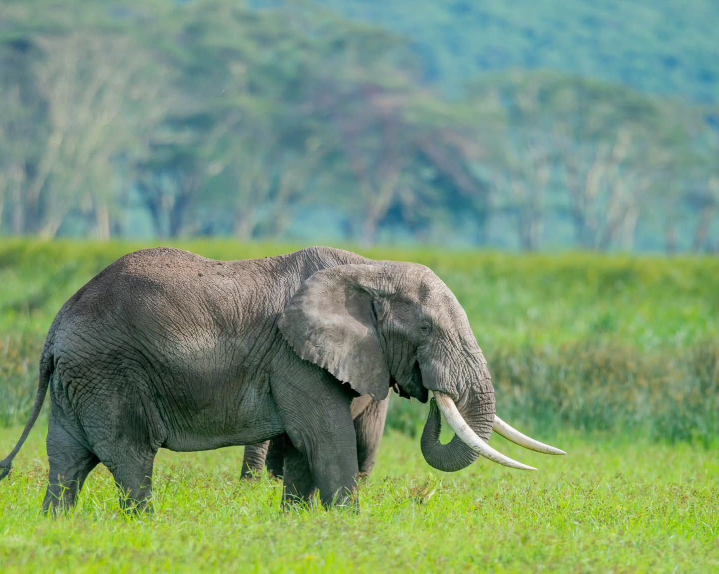 Northern Tanzania & Zanzibar