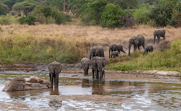 Elephant herd at a waterhole