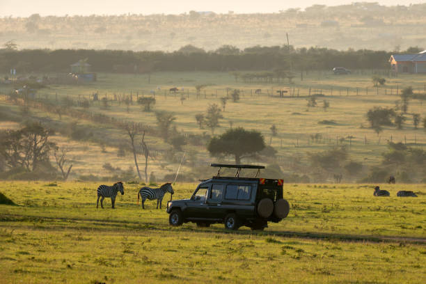 Safari vehicle among zebras on the plains at golden hour